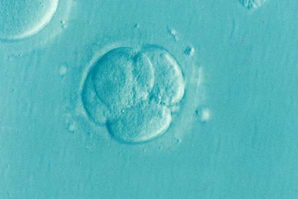 CooperSurgical’s Defective Embryo Culture Solution Killed Viable Embryos, Lawsuits Claim