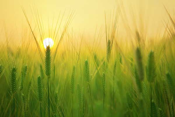JPML Panel Set to Assess Paraquat Lawsuit Consolidation