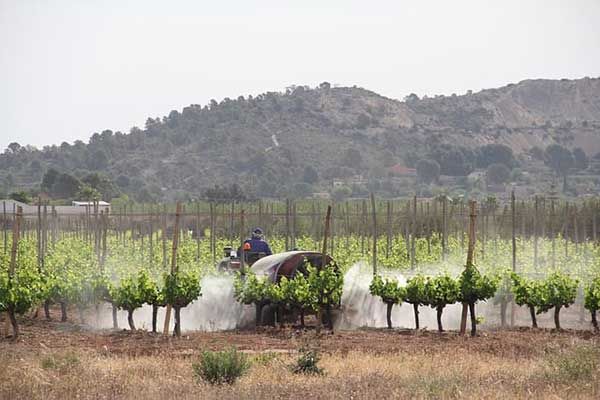 Paraquat Herbicide Lawsuits Prepare for Bellwether Trials 